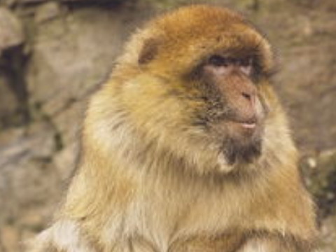属猴今年 属猴的今年多大岁数 2024年属猴人命好吗？