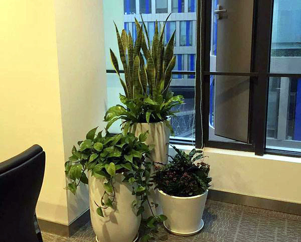 公司风水布局怎样招财 老板办公室摆放什么植物风水好？四种植物