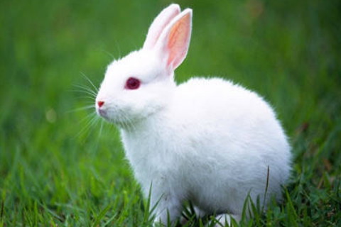 属兔和属猴的 生肖兔和什么生肖最不合 属兔的克星是什么属相