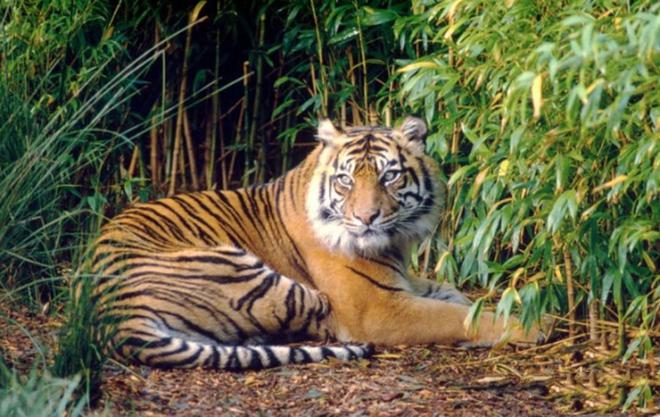 属虎的名人 东北虎和孟加拉虎，谁才是老虎一哥？