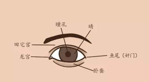 面相眼睛图解_三大旺夫面相代表_面相学眼睛代表什么