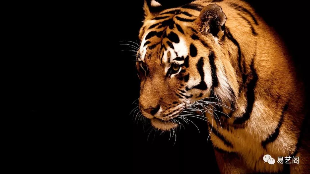 1986年出生的属虎是什么命，运势如何？