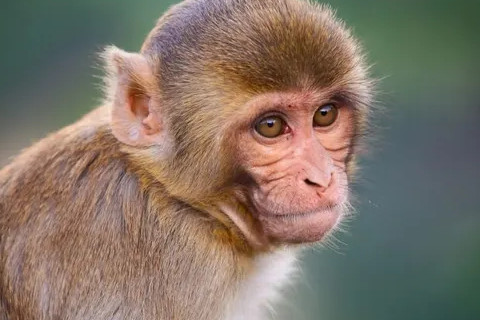 属猴是哪年出生的人哪一年头脑特别的聪明
