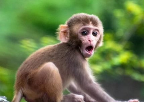 1980年属猴的主妇2024年运程80年出生生肖