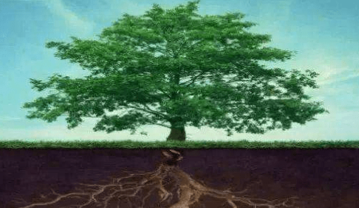 风水堂:甲木为什么被称为十天干之首