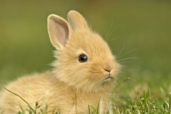 属兔人一生中最怕投资的三大生肖！有你吗？